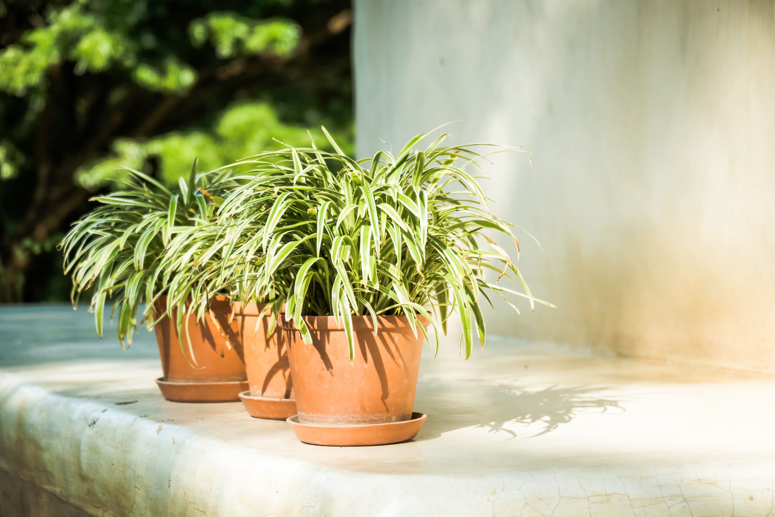 Best Indoor Plants